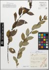 Foto von Salix myrsinifolia Salisb.